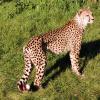gaiapark210907_78_cheetah