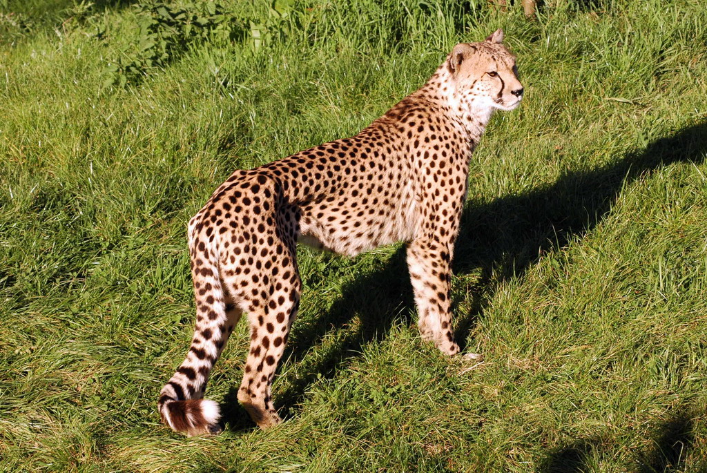 gaiapark210907_78_cheetah