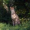 gaiapark210907_79_cheetah