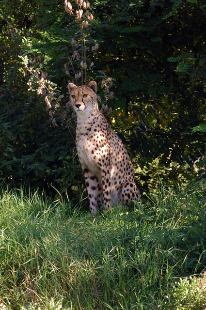 gaiapark210907_79_cheetah