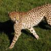 gaiapark210907_80_cheetah