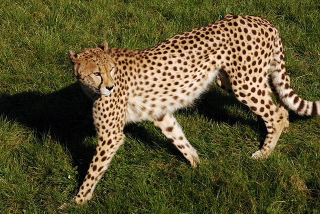 gaiapark210907_80_cheetah