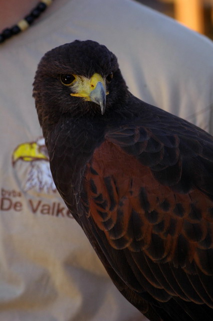 gaiapark210907_82_harrishawkvalkerij