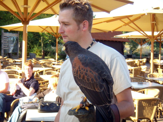 gaiapark210907_83_harrishawkvalkerij