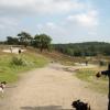 heide_cj_300907_05
