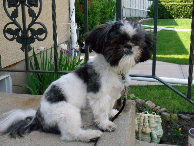 can040607_16_gizmo