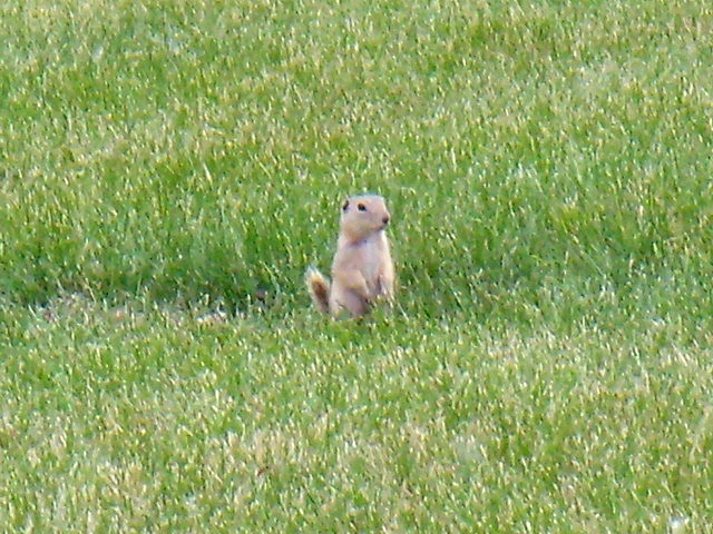 can120607_11_bicycletour_gopher