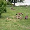can120607_26_bicycletour_canadiangeese