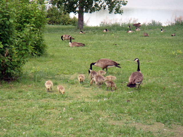 can120607_26_bicycletour_canadiangeese
