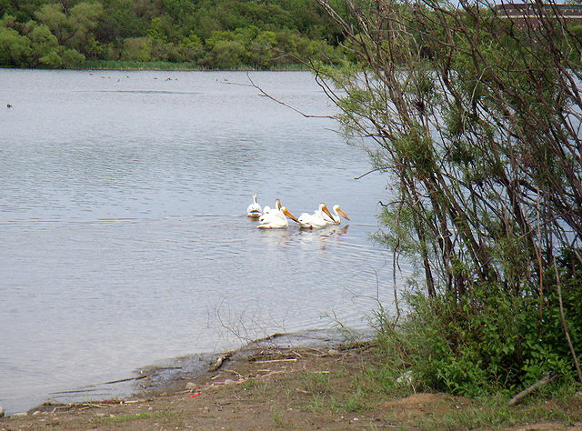 can120607_29_bicycletour_pelicans