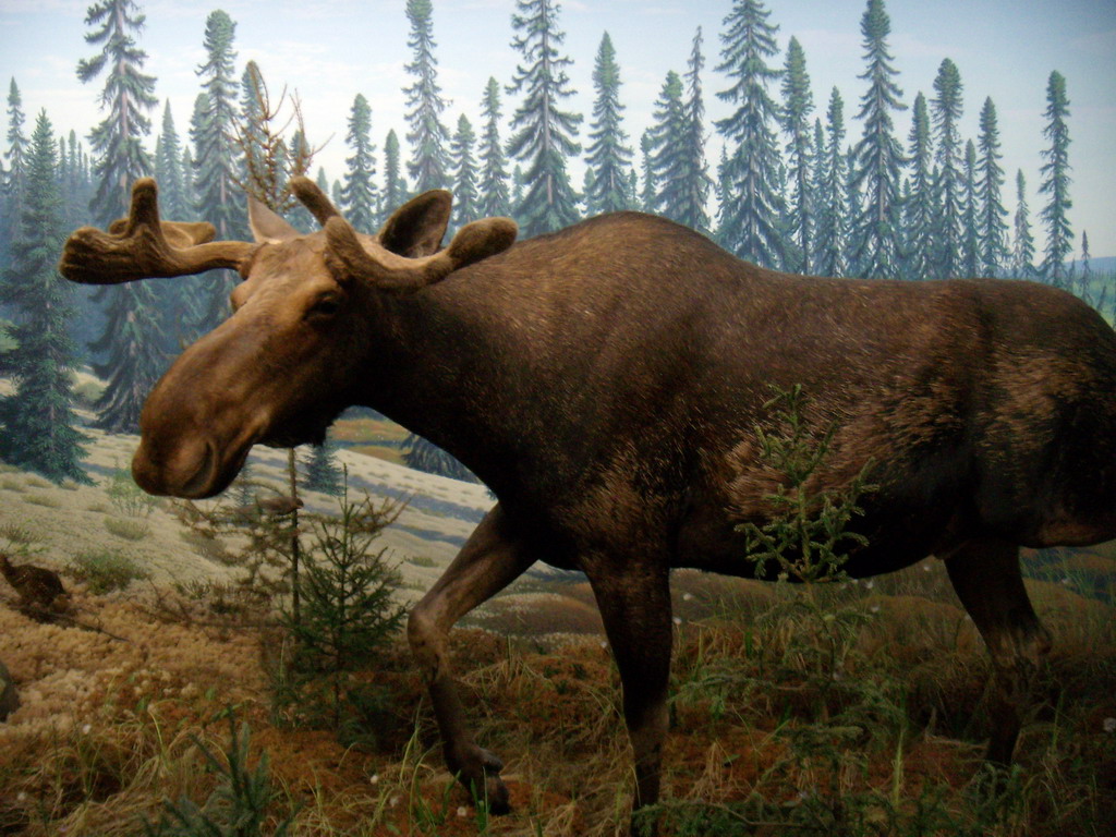 can140607_40_royalsaskmuseum