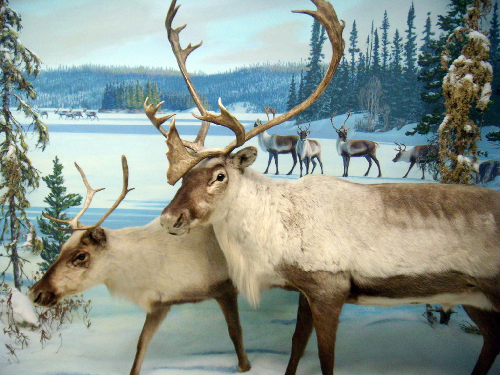 can140607_46_royalsaskmuseum