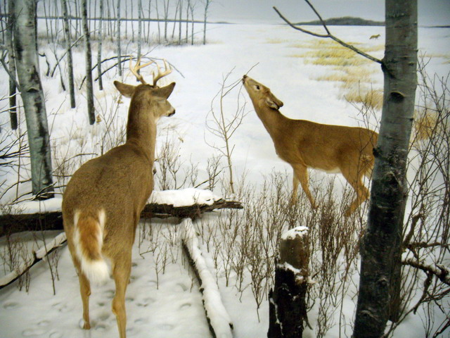 can140607_52_royalsaskmuseum