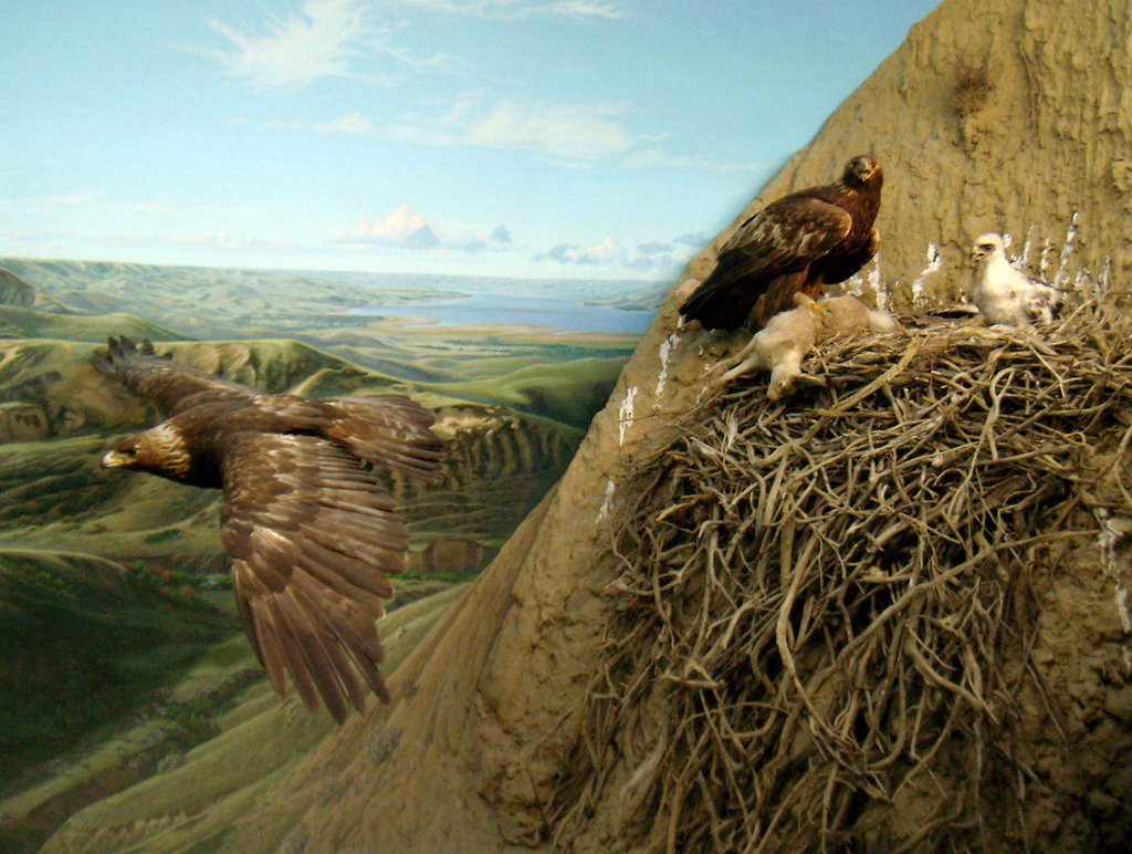 can140607_53_royalsaskmuseum