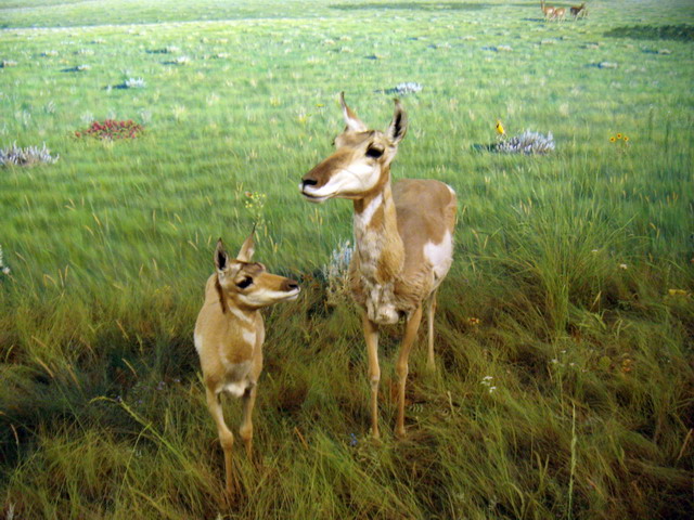 can140607_54_royalsaskmuseum