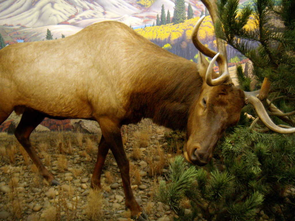 can140607_57_royalsaskmuseum