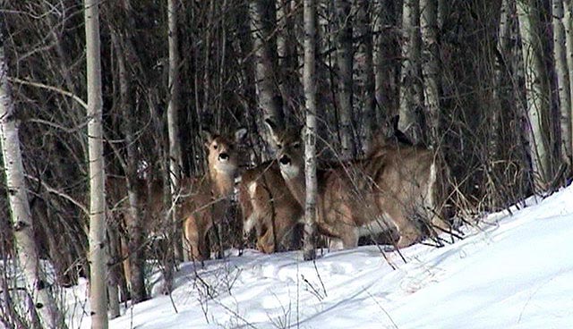 080305_17a_greenwaterlake