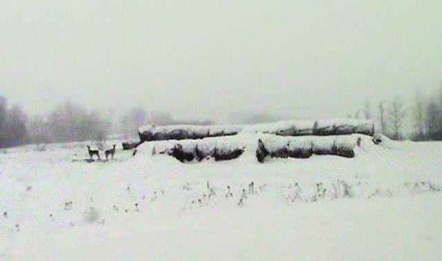 080307_12_deer