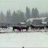 080307_14_cattle