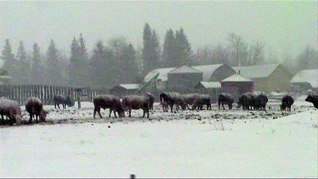 080307_14_cattle