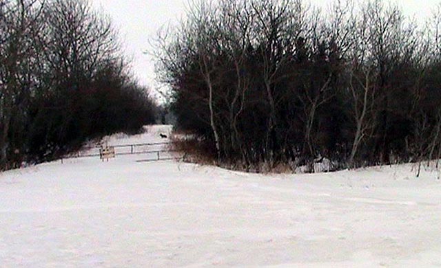 080308_06_coyote