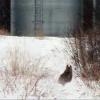 080308_07_coyote