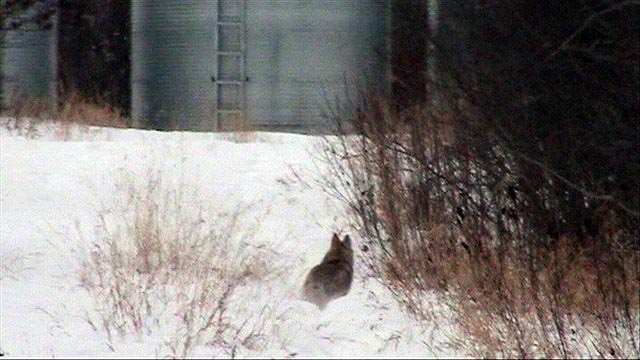 080308_07_coyote