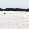 080308_11_coyotes
