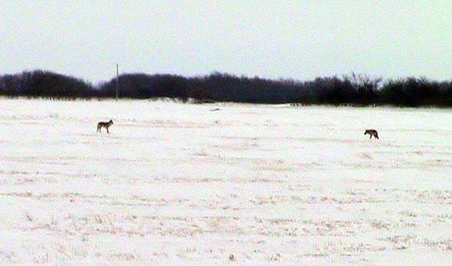 080308_11_coyotes