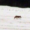 080308_12_coyote