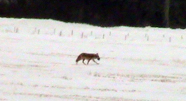 080308_12_coyote