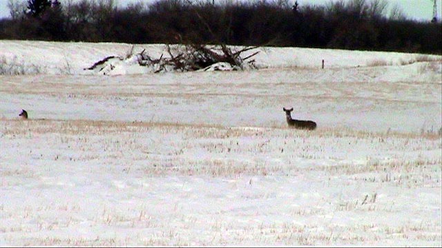 080308_14_deer