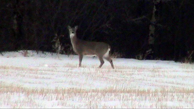 080308_15_deer