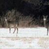 080308_16_deer