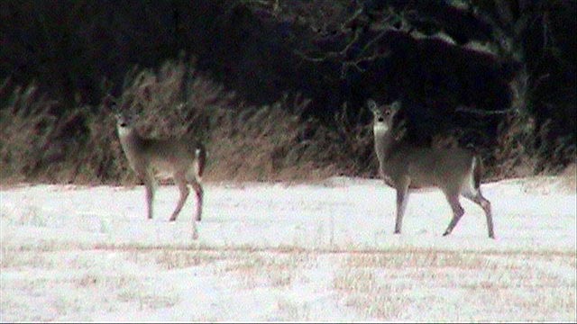 080308_16_deer
