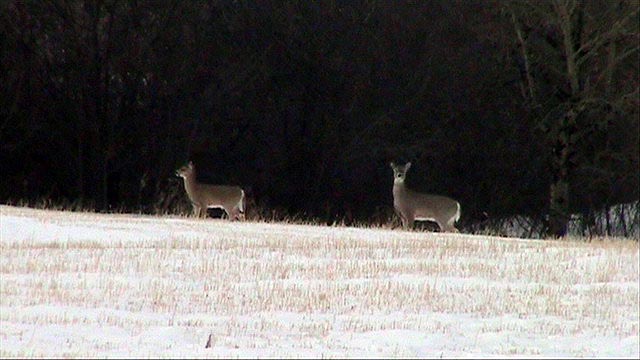 080308_17_deer