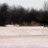 080308_18_deer