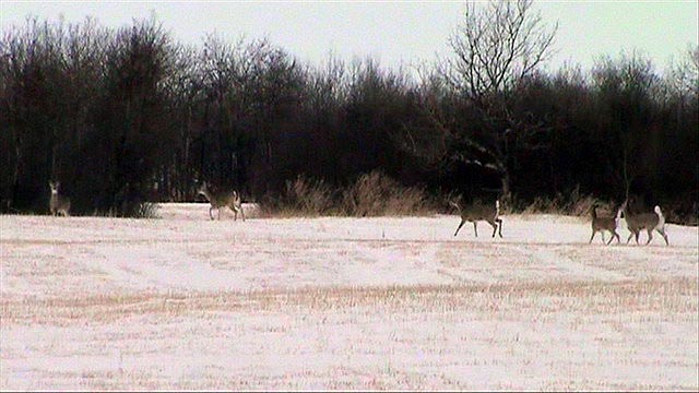 080308_18_deer