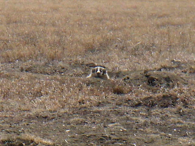 080412_moosejaw_11_badger