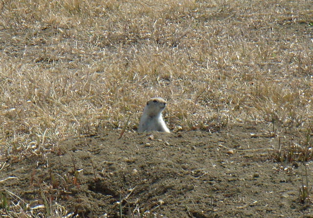 080412_moosejaw_12_gopher