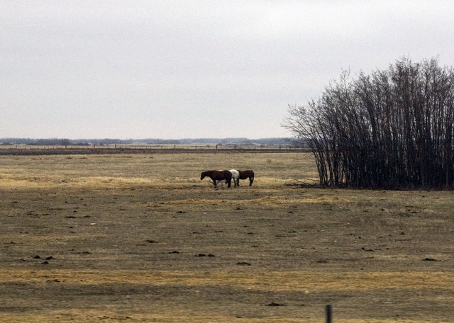 080426_055_trip_to_arcola_prairie