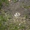 080622_59_gophers