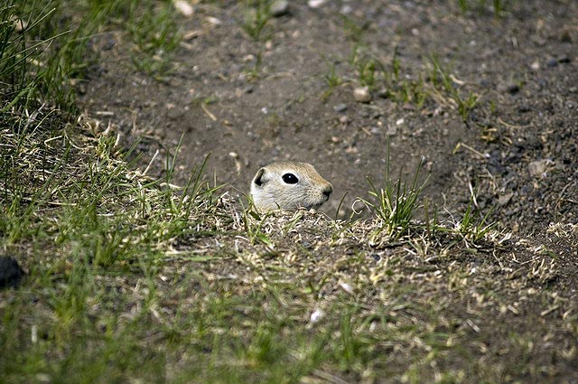 080622_59_gophers