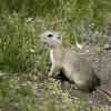 080622_60_gophers