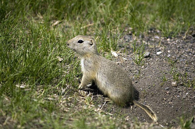 080622_60_gophers