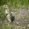 080622_61_gophers