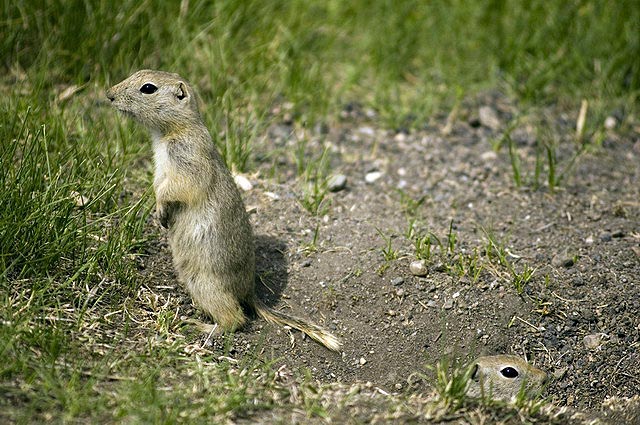 080622_61_gophers