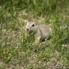 080622_62_gophers