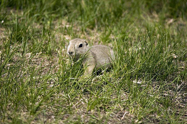 080622_62_gophers