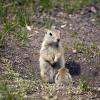 080622_63_gophers